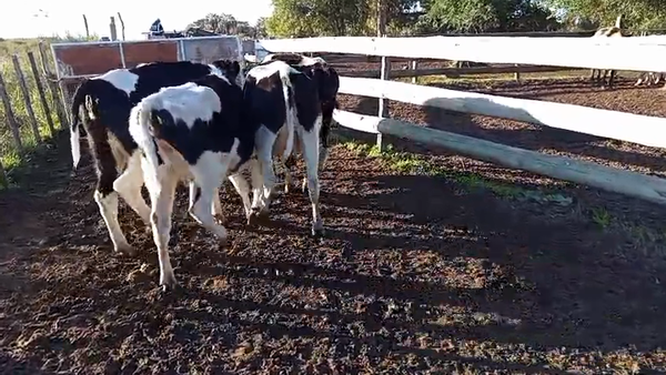 Lote 5 Vaquillonas  Holando 400kg - , Paysandú