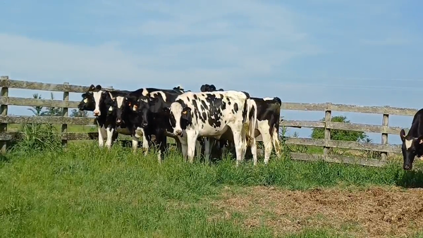 Lote (Vendido)10 Novillos Holando HOLANDO 470kg -  en COLONIA SUIZA