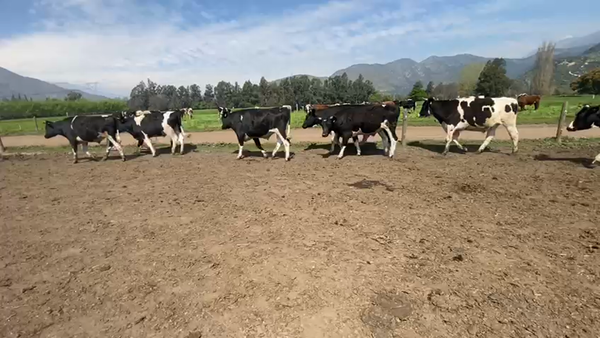 Lote 45 Novillo Gordo en Paine, Región Metropolitana