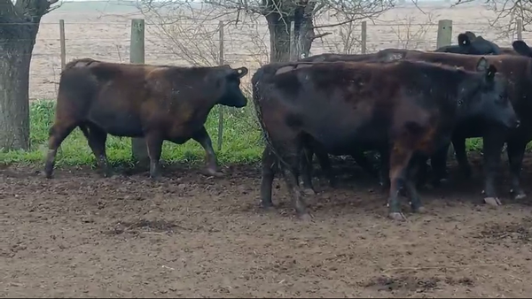 Lote Vaquillonas M.A.S  AAN  Preñadas, Cabaña "La prometida"