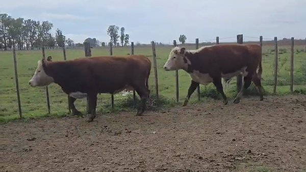 Lote 52 AL CTE NUEVAS