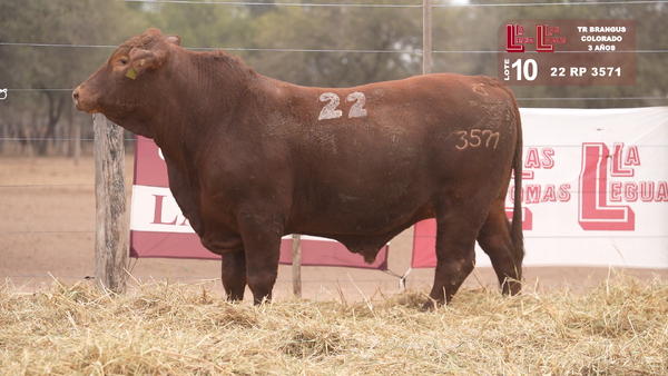 Lote BRANGUS COLORADO 3 AÑOS