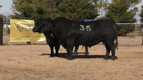 Lote TOROS ANGUS PUROS CONTROLADOS