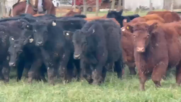 Lote 105 Novillitos en General Guido