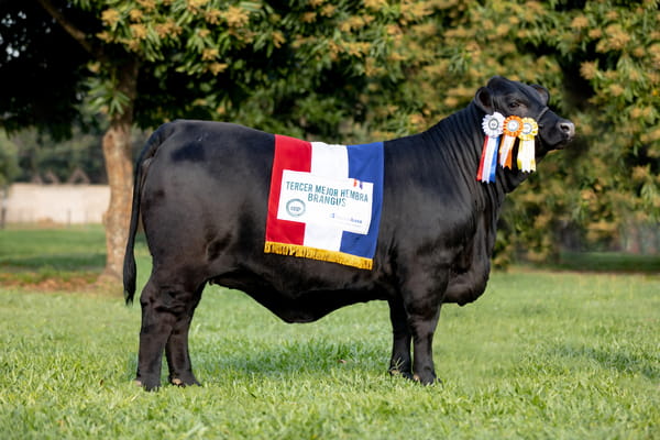 Lote Brangus a Bozal Expo 2022 RP 5901- Lote 17 Precio de Cuota por el 50% del animal
