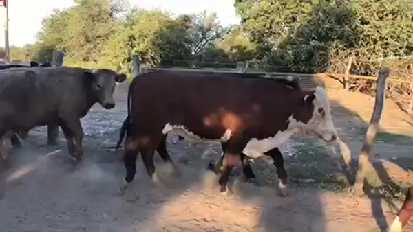 Lote 45 Novillitos en Esquina, Corrientes