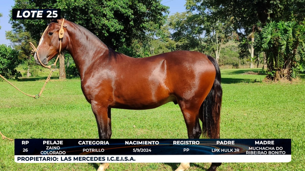 Lote LOTE 25- DE BOZAL
