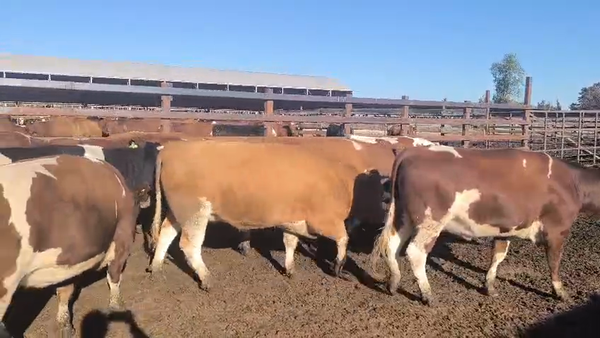 Lote 20 Vaquilla Gorda en Los Ángeles, VIII Región Biobío