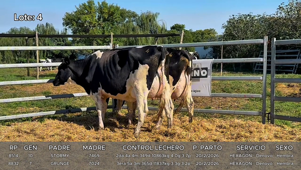 Lote Vacas