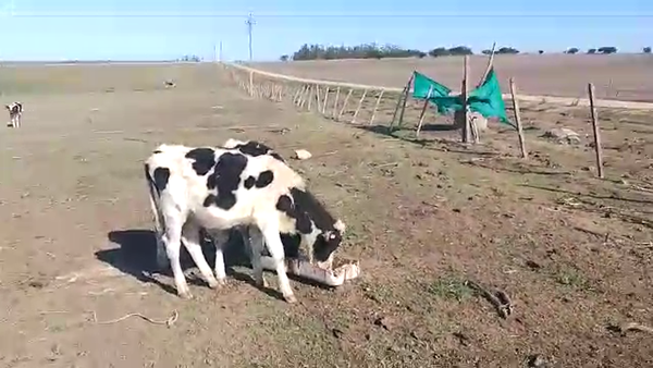 Lote Terneros/as 5M - 2H Holando