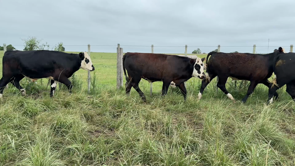 Lote NOVILLOS 1 a 2 AÑOS