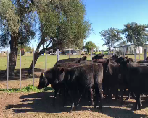 Lote (Vendido)26 Vaquillonas  AA 245kg -  en NUEVA PALMIRA