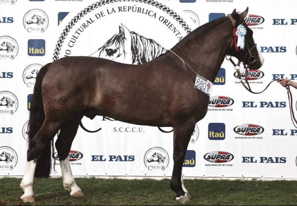 Lote Quelén Boticario - Venta de 3 Paquetes de semen congelado