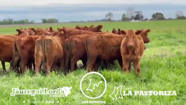 Lote 10 Vaquillonas PC P/ entorar