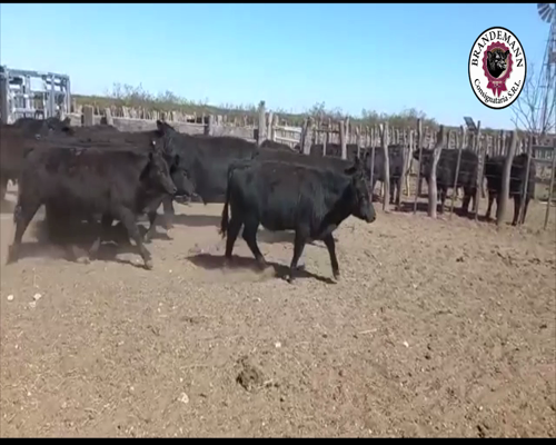 Lote 55 Terneros de 240 Kg