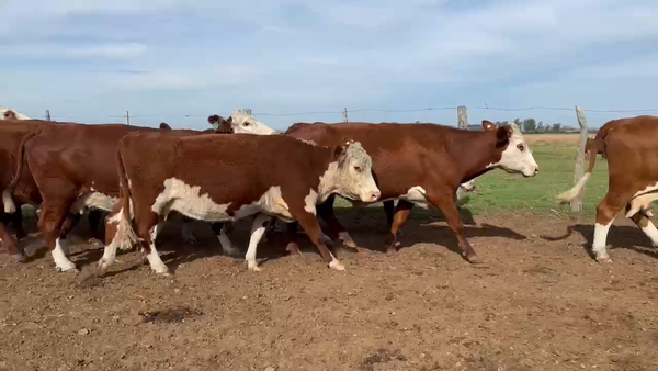 Lote 54 Vacas usadas preñadas en Corrientes, Mercedes