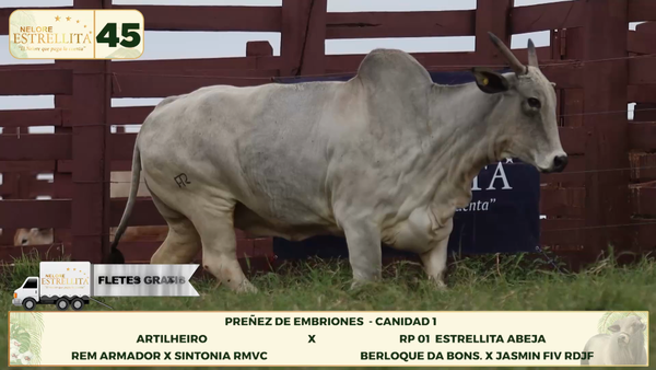Lote LOTE 45