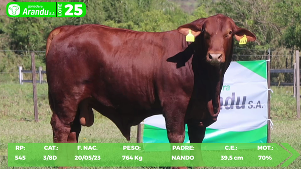 Lote LOTE 25