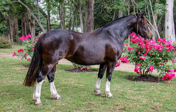 Lote QUELEN AMBICIOSA