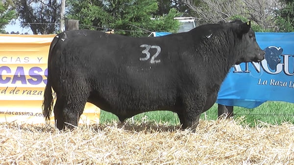 Lote TOROS ANGUS PUROS CONTROLADOS
