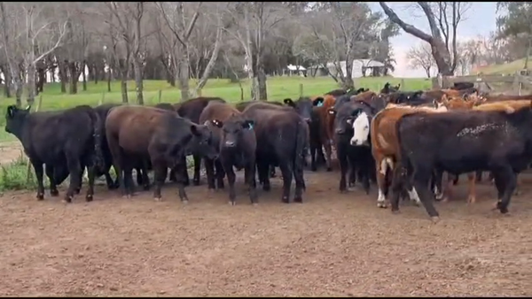 Lote 90 Terneras