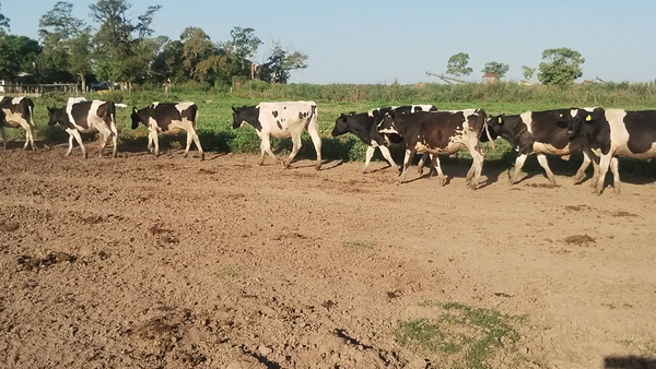Lote 35 Novillitos Holando Argentino en Seeber, Córdoba