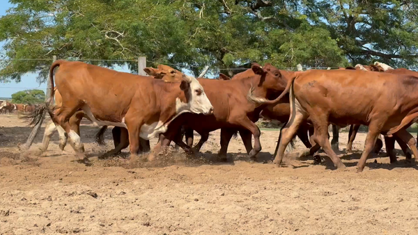 Lote 75 Novillos