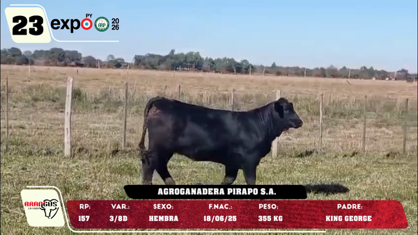 Lote LOTE 23