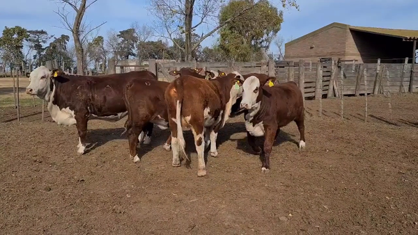 Lote CABAÑA LA ESPERANZA