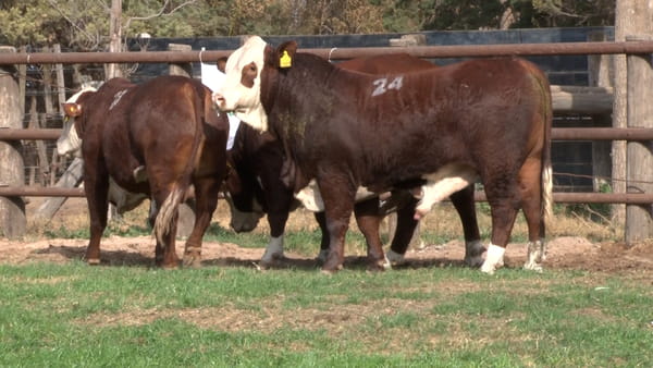 Lote TOROS BRAFORD CABAÑA LOS ALGARROBOS