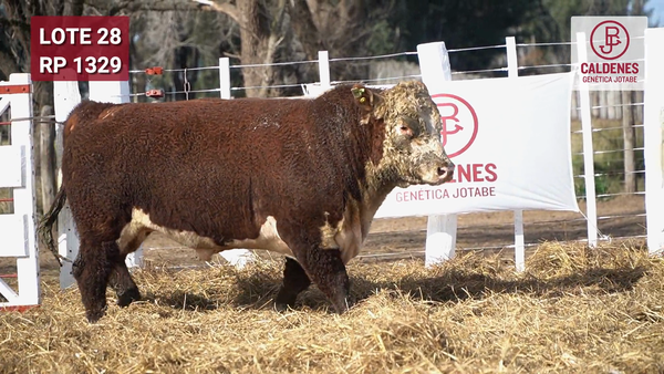 Lote Toro PR