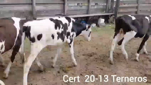 Lote TERNEROS