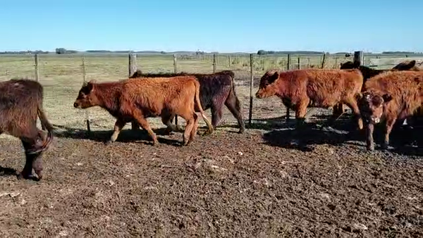 Lote 16 Terneros en Olavarría, Buenos Aires