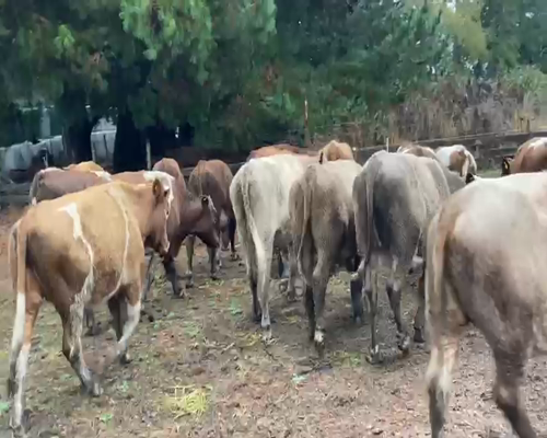 Lote 25 Novillo Engorda en X Región Los Lagos, Frutillar