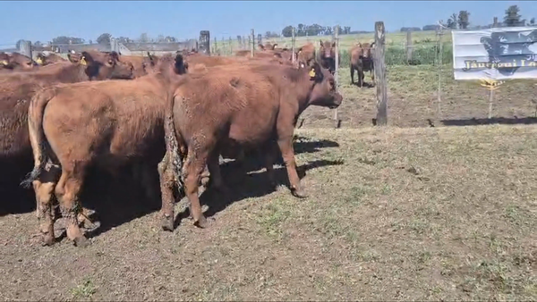 Lote 30 Novillitos