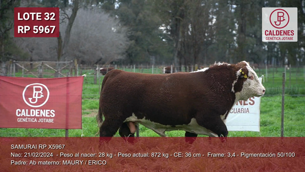 Lote Toro PP