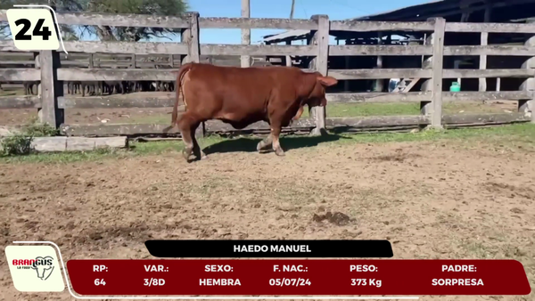 Lote LOTE 24 - JUNIOR
