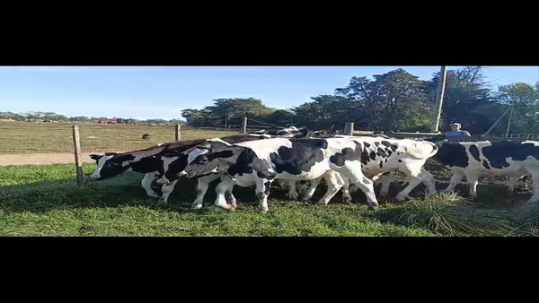 Lote 36 Terneros EN TANDIL