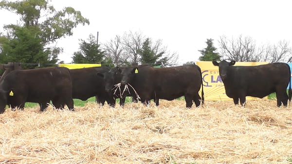 Lote VAQUILLONAS ANGUS PC PARICIÓN OTOÑO