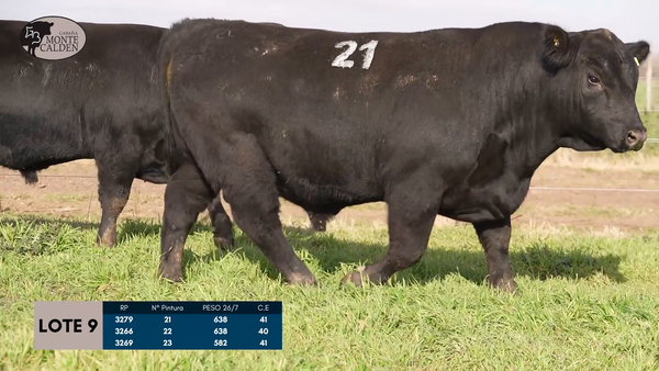 Lote Toros Puro controlado