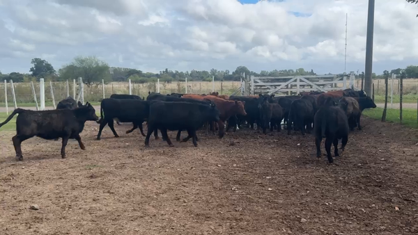Lote 43 Terneras