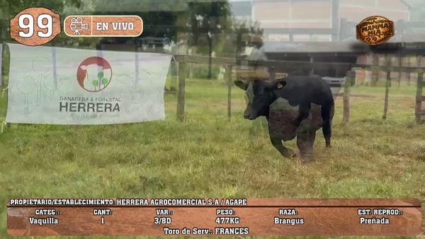 Lote LOTE 99 -EN VIVO