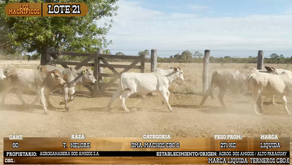 Lote LOTE 21