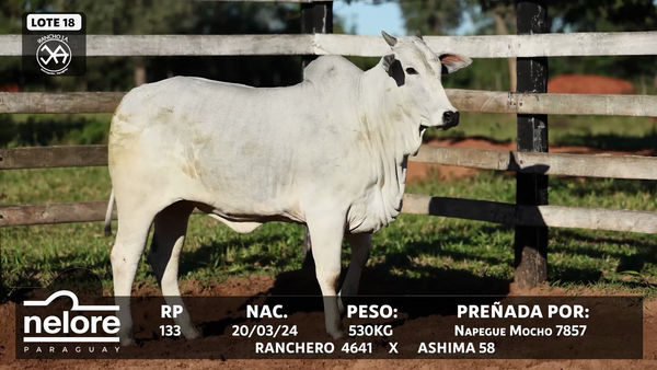 Lote LOTE 18