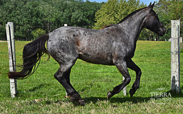 Lote Matasiete sacrilica