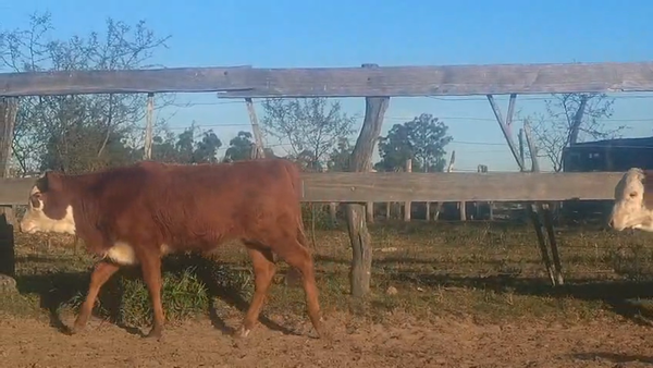 Lote 80 Terneros/as en Corrientes, Lavalle