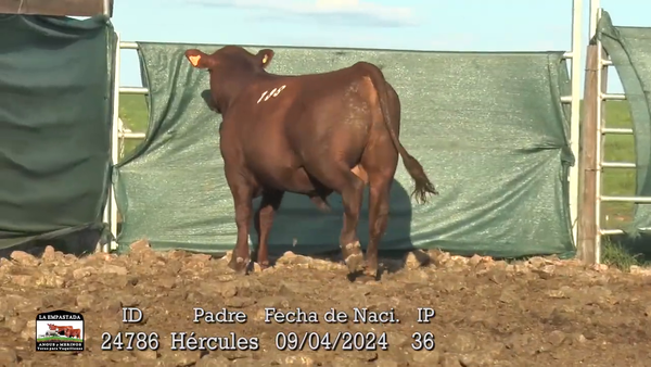 Lote 3 Toros, Durazno