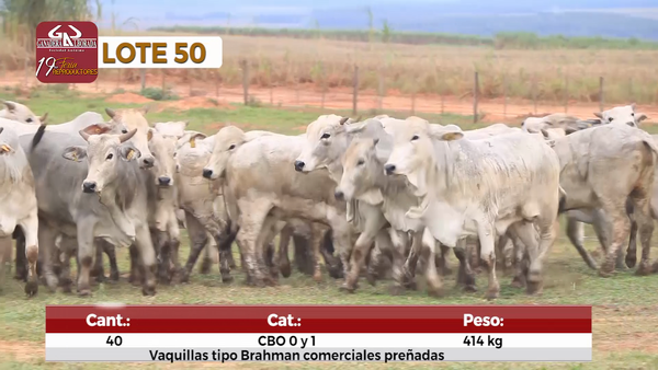 Lote Reproductores de Alborada - Lote 50