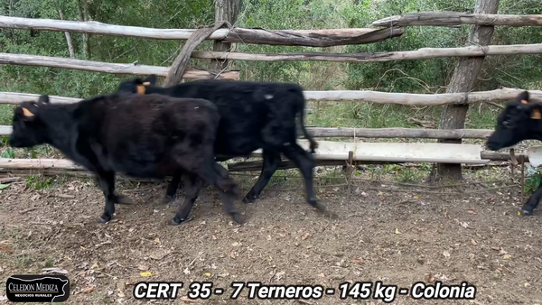 Lote 7 Terneros en Riachuelo, Colonia