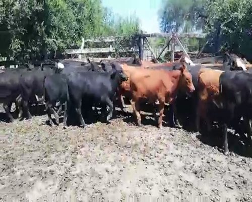 Lote 70 Terneros/as en Federal, Entre Ríos
